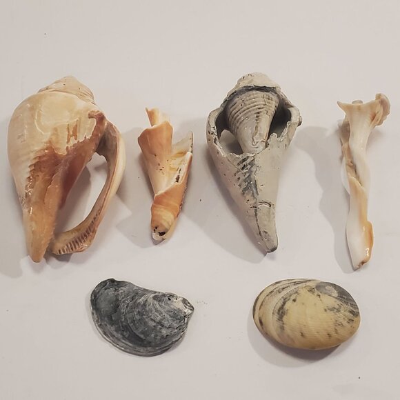 Assorted East Coastal Sea Shells Decorative Nautical - Lot of 6 - Picture 2 of 2